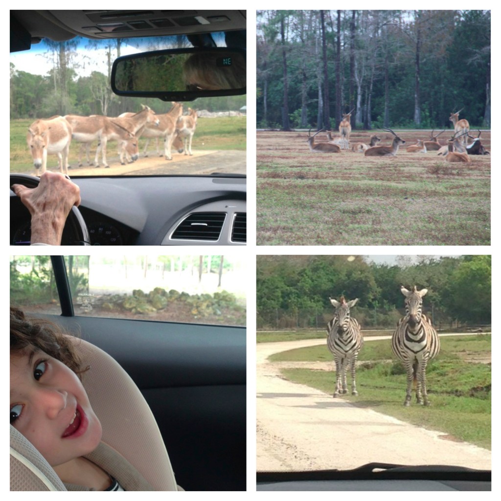 Globetrotting Mommy - Spotlight on Florida at Lion Country Safari