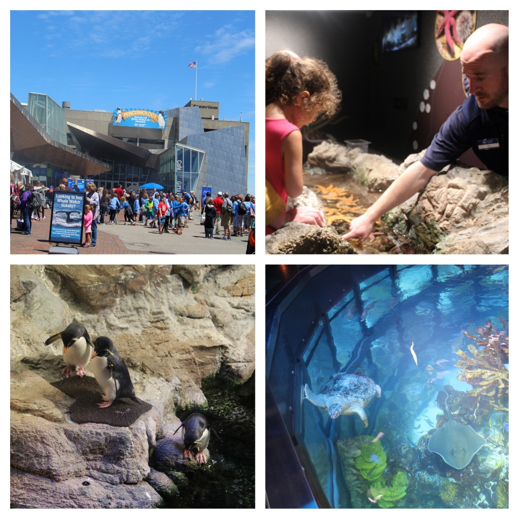 Boston Aquarium, New England Aquarium, Family Friendly Boston, Boston with Kids, Tips for Boston, Family Travel, Boston
