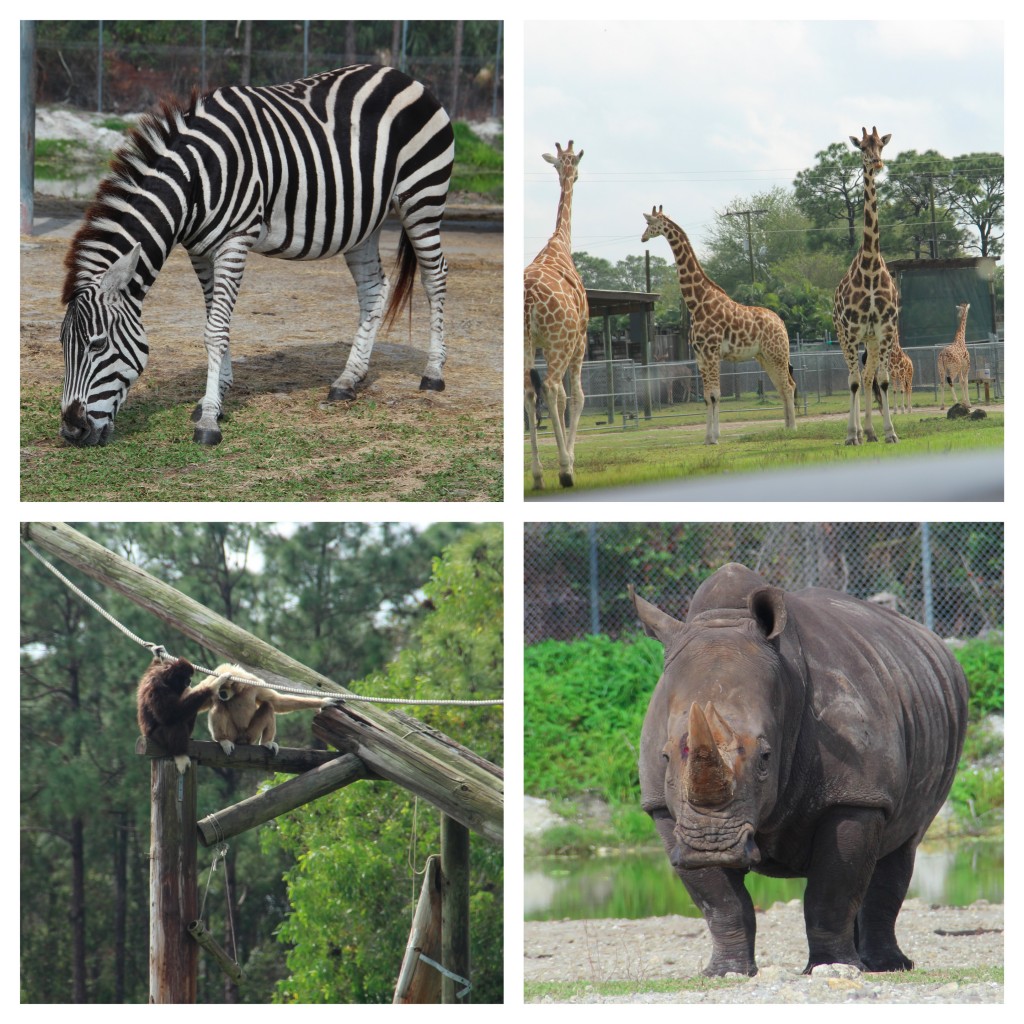 african safari wildlife park florida